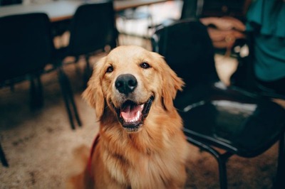 Labrador, populaire hond